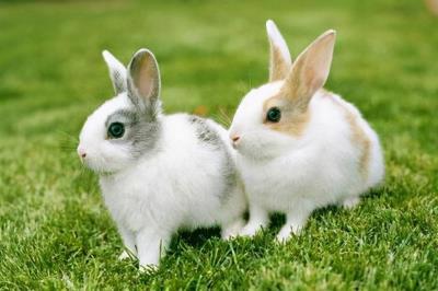 在家养兔子的注意事项(宠物兔子的喂养注意事项)