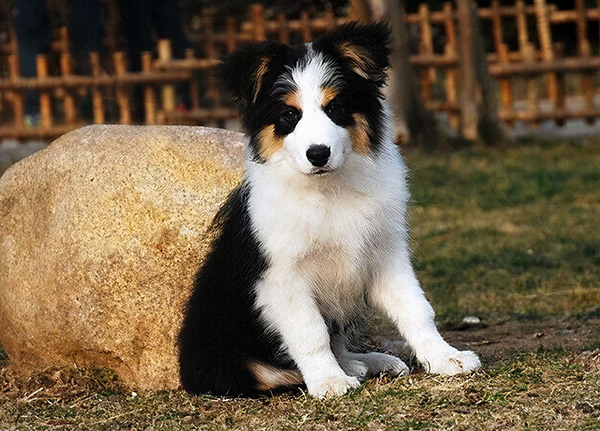 养边牧的7大禁忌(附:养边牧需要注意些什么)