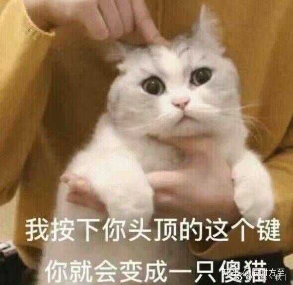 猫美短大约多少钱一只 美短价格在多少钱一只