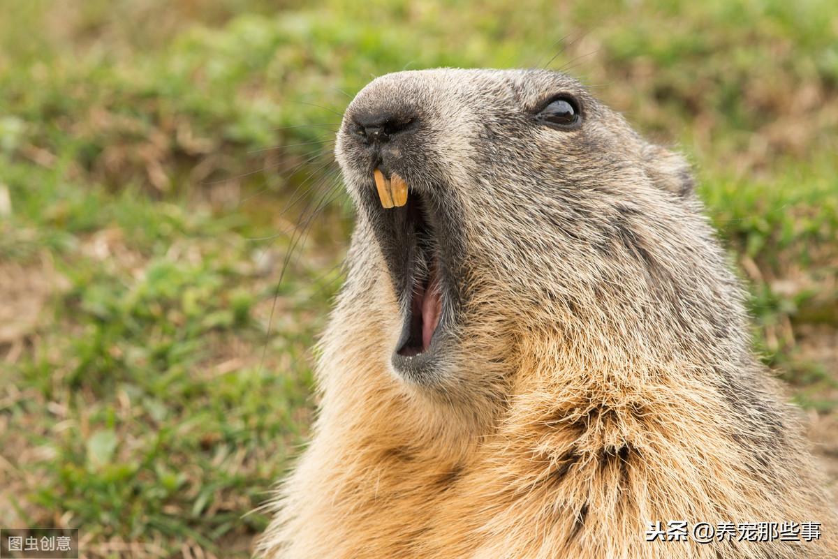 为何专家不给养土拨鼠为宠物（专家指称：“绝对不能养）