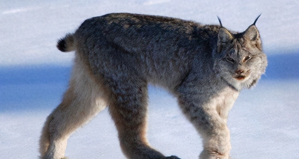 世界十大禁养名猫有哪些（附：不建议养的10种违法猫咪）