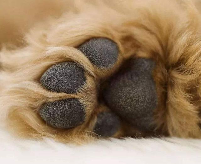 纯种泰迪犬怎么看（了解泰迪纯种特征描述）