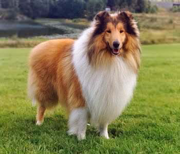 宠物犬排名及图片大全（宠物犬种类大全及名称）