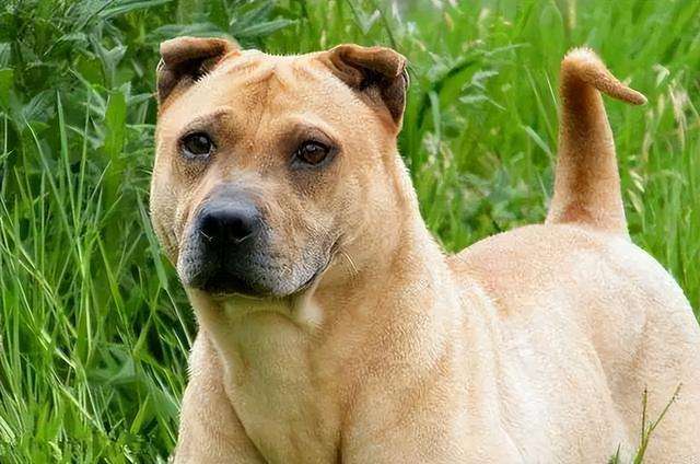 中国本土霸气的“骨嘴沙皮犬”,是国人的骄傲