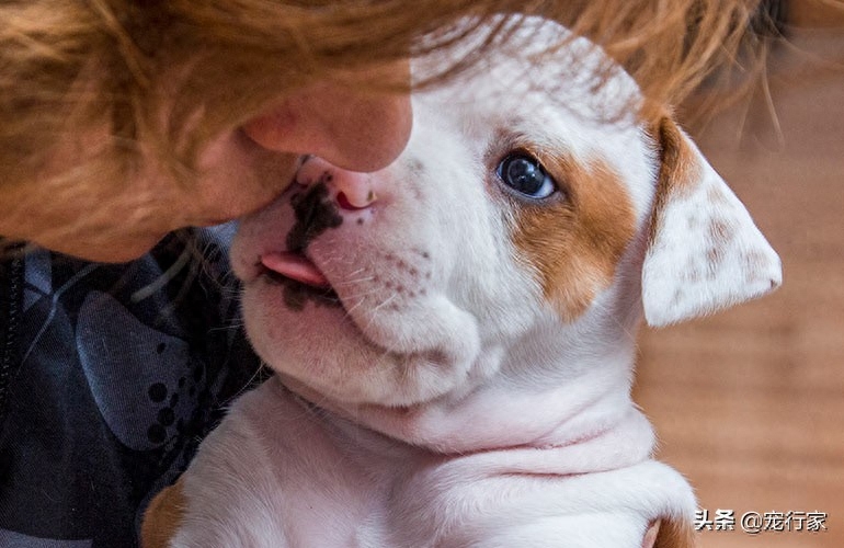 狗狗脑子每天在想什么（附：7件狗狗白天都会想的事情）