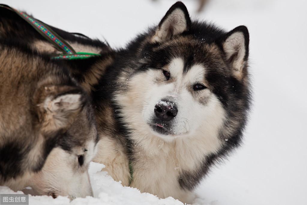 三傻阿拉斯加雪橇犬怎么养（养三傻中的阿拉斯加犬必须注意的事项）