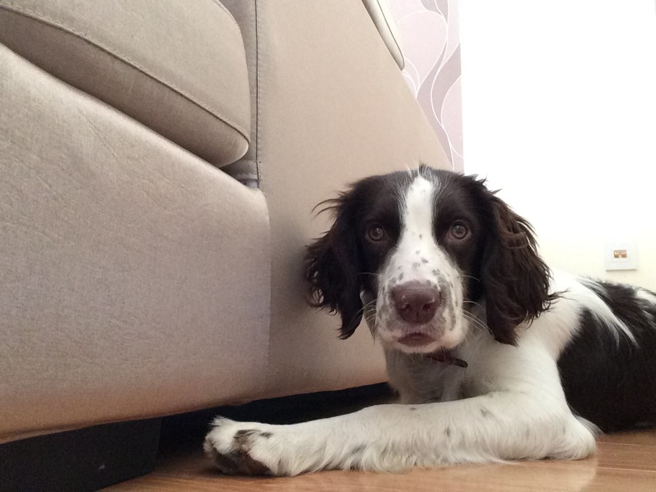 史宾格犬适合家养吗（建议你养史宾格犬的5大原因）