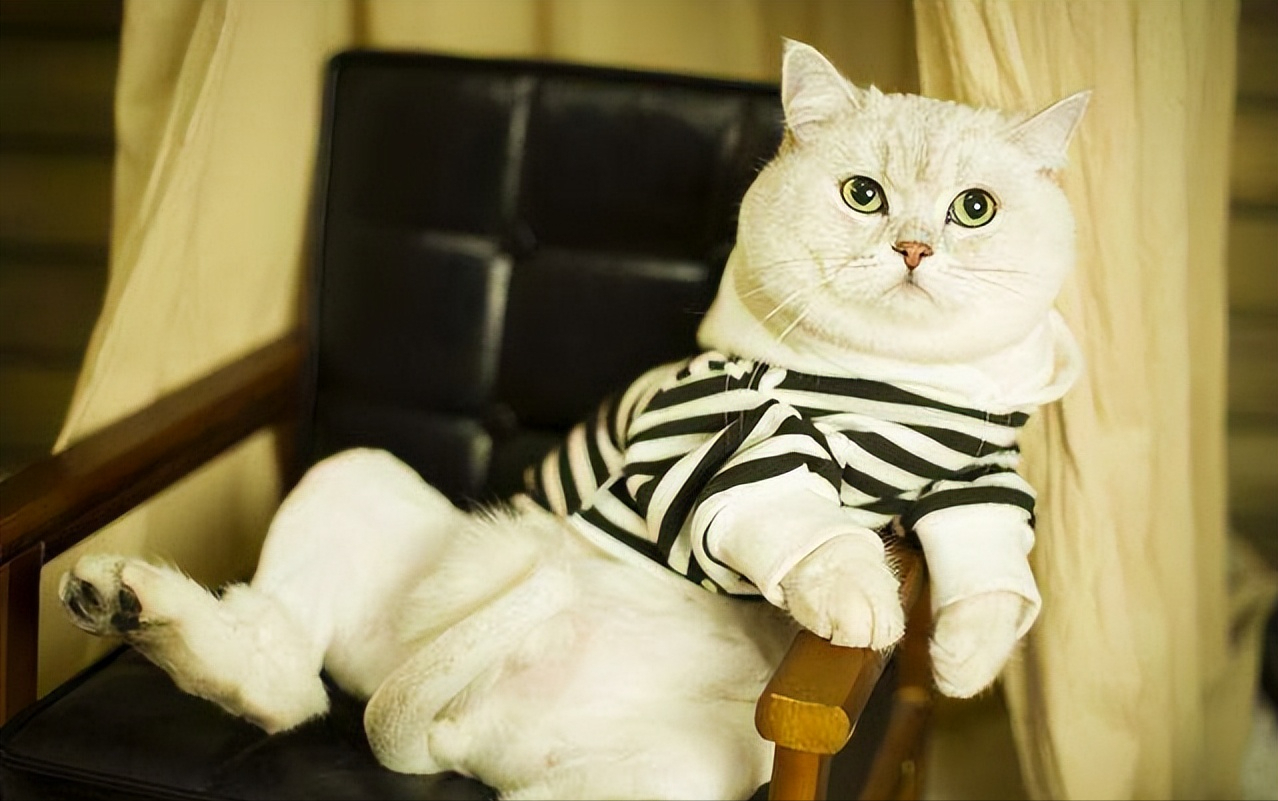 建议养英短的六个原因（英国短毛猫好养吗）