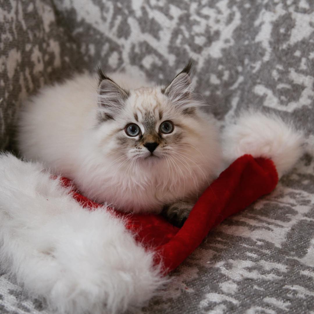 母猫乱拉乱尿是什么情况（详解：母猫乱尿的原因）