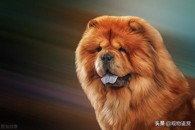 被禁养的中国名犬有哪些呢（四川禁养犬名单2021）