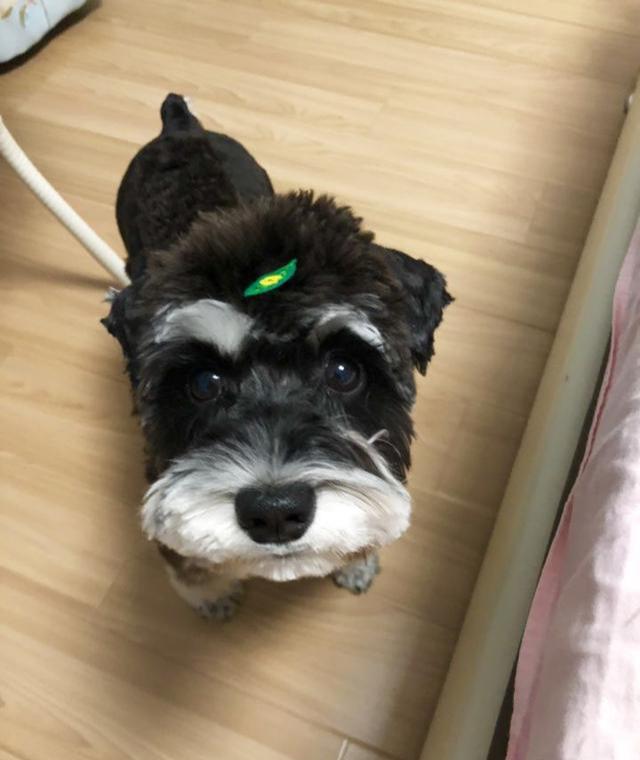 适合家庭养的狗狗的排名（养什么狗最省心）