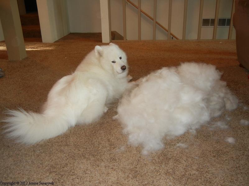 养萨摩耶的好处与坏处（详解;萨摩耶犬的优缺点有哪些）