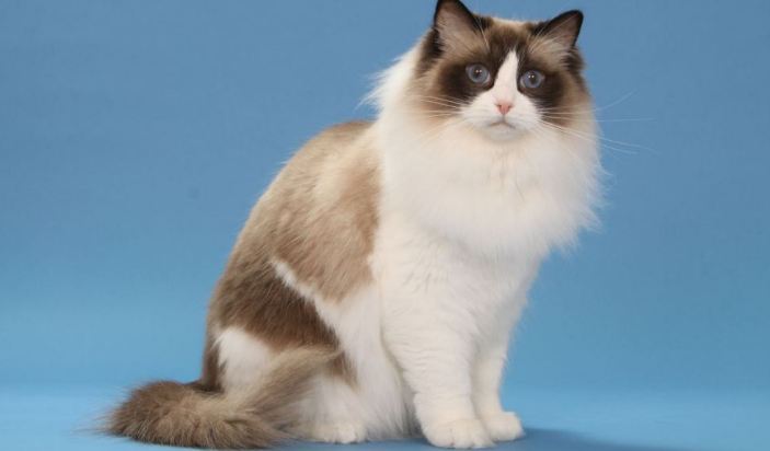 看完这几只猫还认得哪只是伯曼猫吗（附：伯曼猫图）