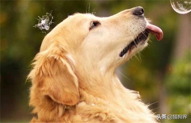 怎样才能训练好金毛狗狗（带你了解训练金毛犬的小诀窍）