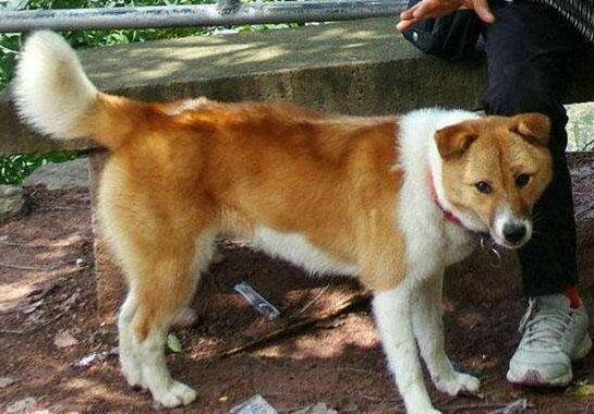 盘点养土狗的一些禁忌（详解：不吉利的狗的特征）