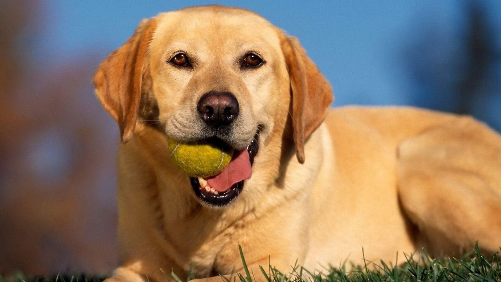 拉布拉多怎么养（详解：养拉布拉多的技巧与细节）