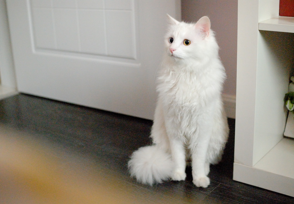 布偶猫与什么猫杂交来的(附:最早的布偶猫繁育品种)