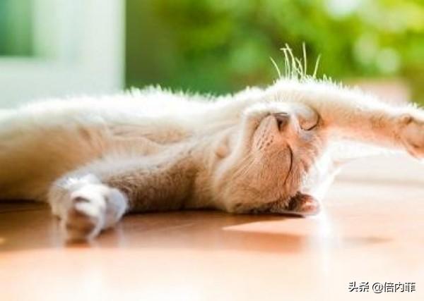 猫咪肛门腺怎么挤(猫咪肛门腺怎么挤出来)