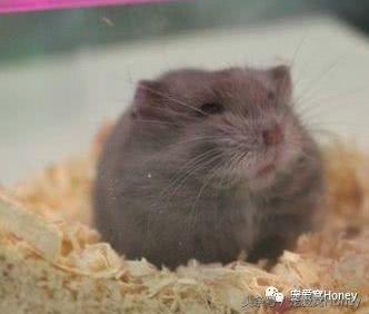 盘点各种色系的坎贝尔仓鼠（为何不建议养银狐仓鼠）