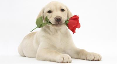 狗狗可以吃蛋黄吗(为什么要给狗狗吃蛋黄)