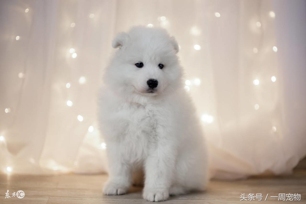 手把手教你训练萨摩耶的方法（萨摩耶犬怎么训练）