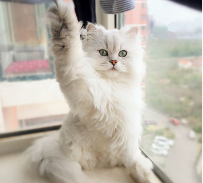 新手养金吉拉猫要注意的事项（金吉拉猫怎么养）