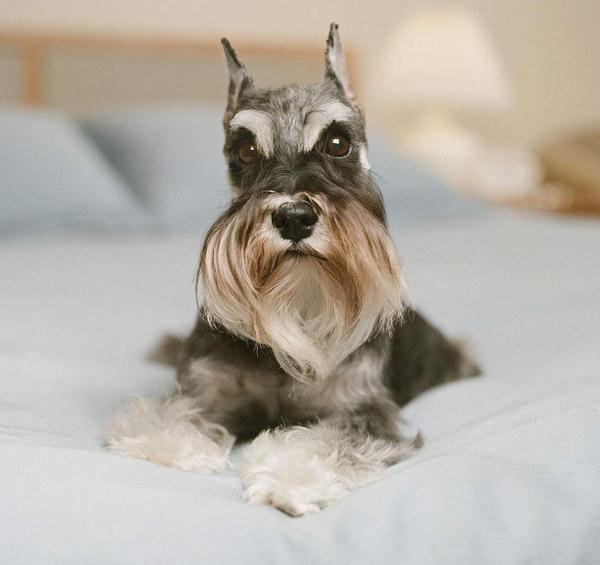 了解拥有7种性格的雪纳瑞（雪纳瑞性格怎么样）