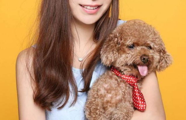 盘点七种体味小爱干净的犬(哪种狗狗不掉毛又好养)