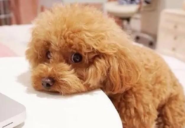 教你判断泰迪是小体还是大体（附：泰迪狗一生认几个宠主）