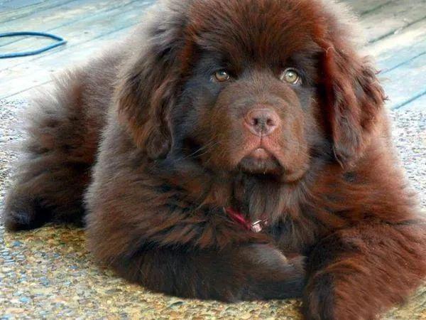 全球排名最大的狗第一名（震惊：大犬种吃小孩事件）