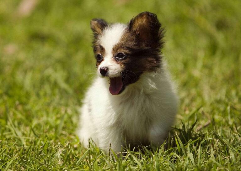 分享养蝴蝶犬的五大理由