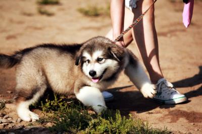 打了狂犬疫苗的狗咬人后要打针吗