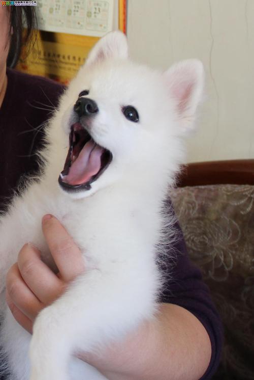 “银狐犬”为何如此少人饲养（附：狐狸犬图片）