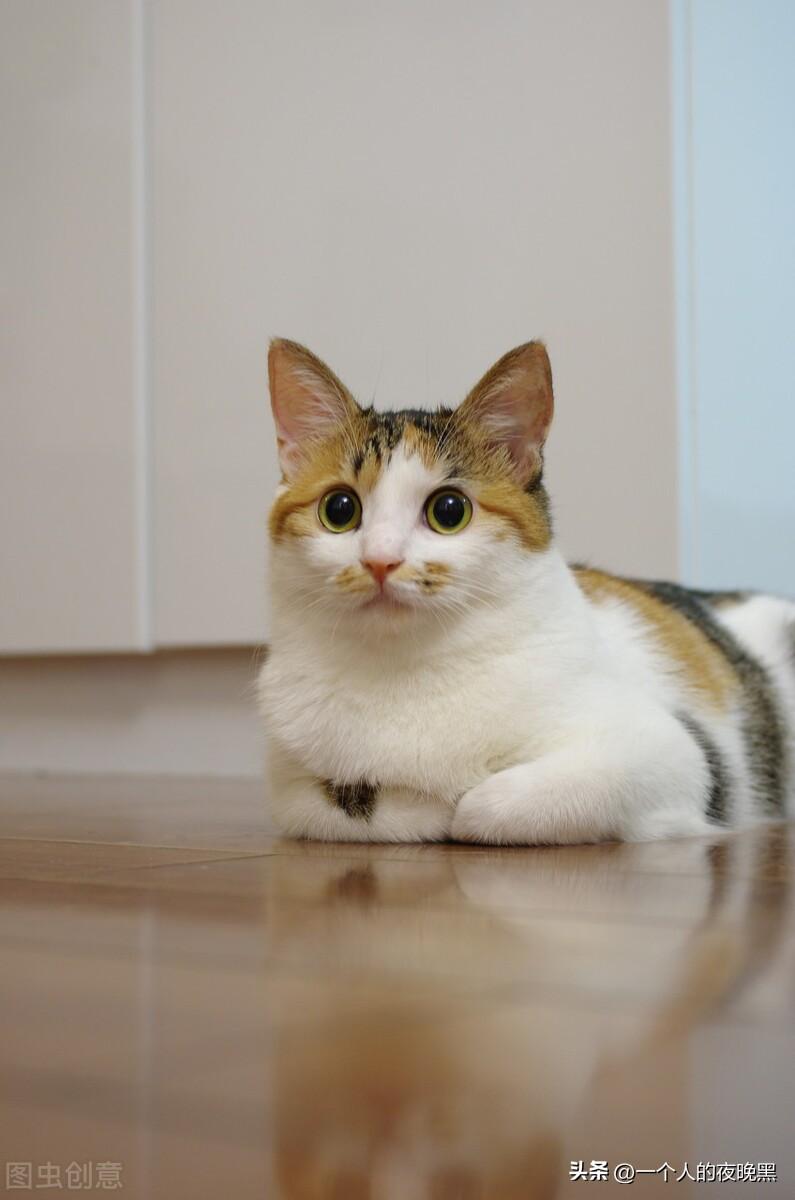 三花猫是猫中美女吗（是的下面是颜值高的三花猫图片）