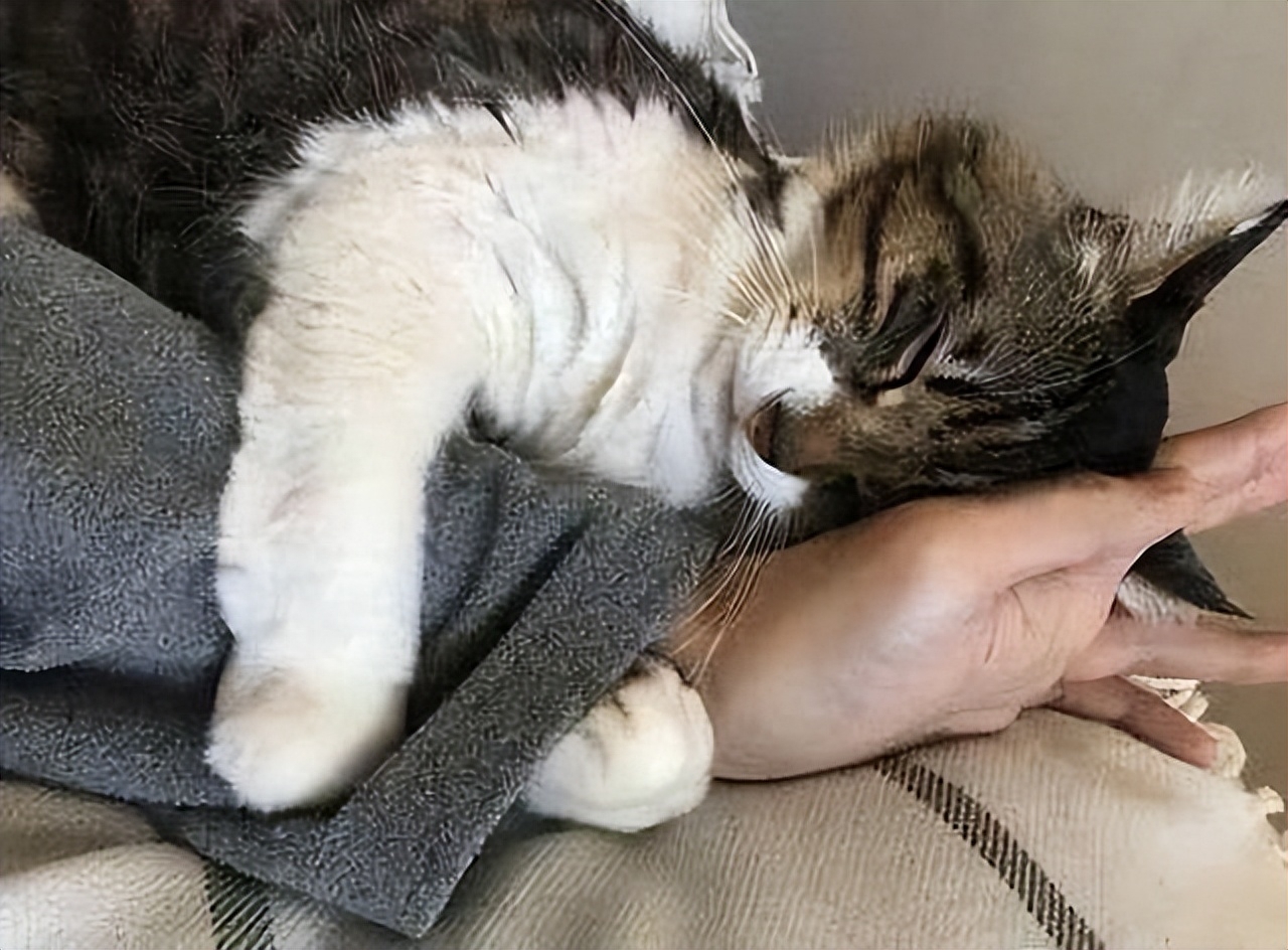 为何猫咪一边呼噜一边踩奶（附：一只猫在你家过得“滋润”有这7大表现）