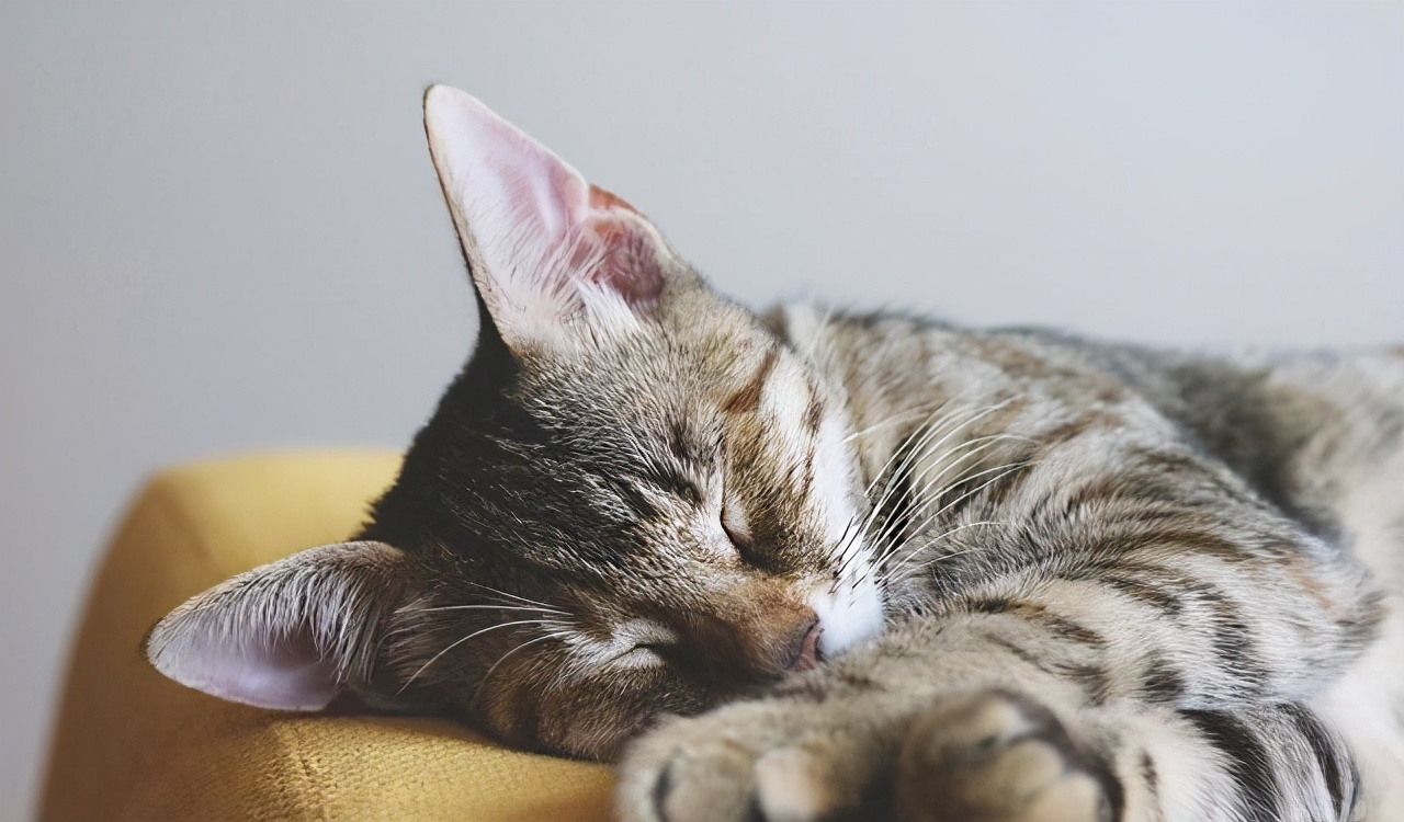 猫老在面前嗷呜叫是为啥呢（详解：资深猫奴与猫有效沟通技巧）