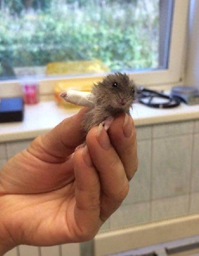 怎么判断仓鼠哭了呢