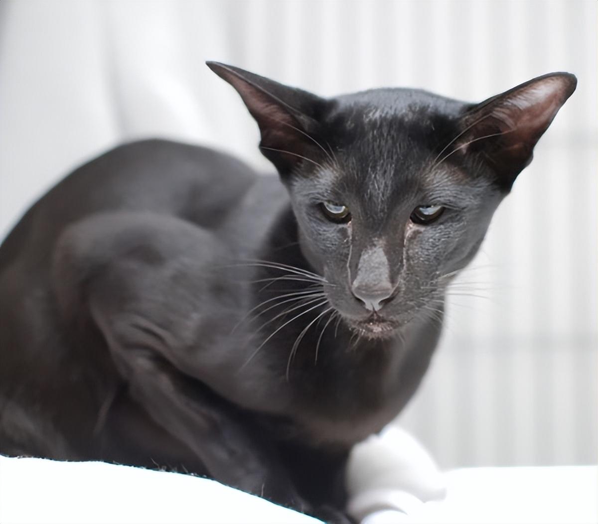 猫的图片大全大图侧面（看图识小猫猫品种大全）