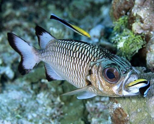 淡水观赏鱼种类大全及名字及图片（淡水观赏鱼排行榜）