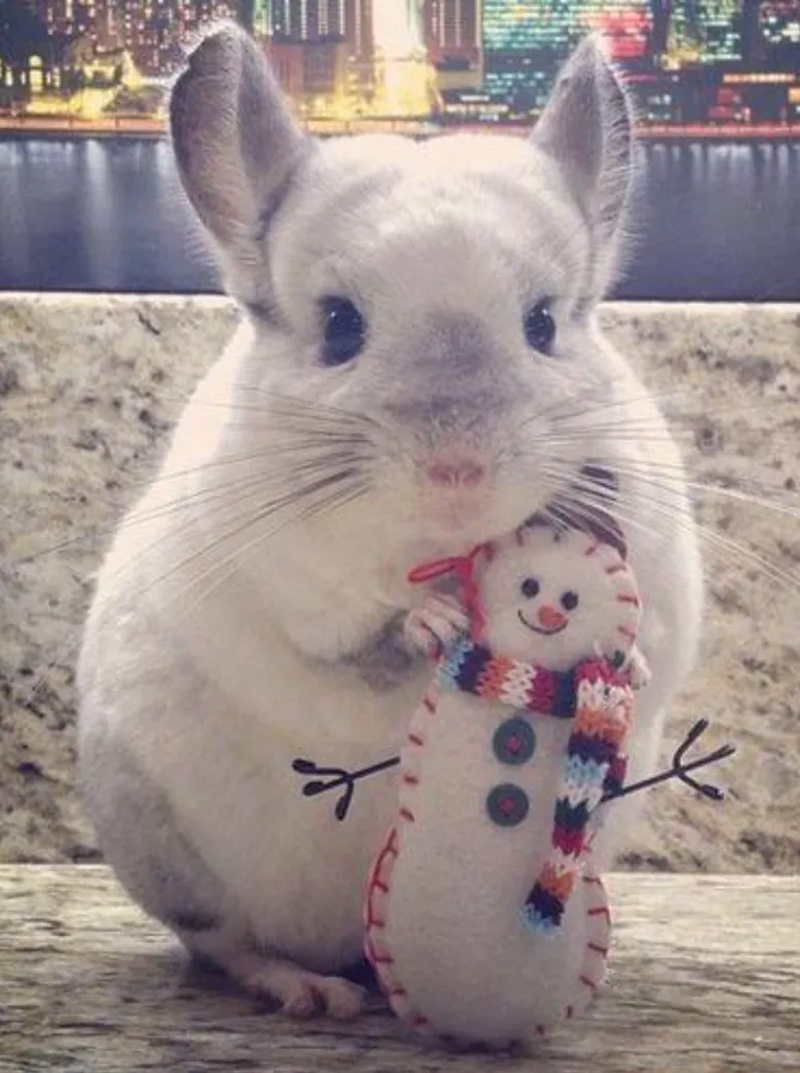 龙猫属什么科动物呢