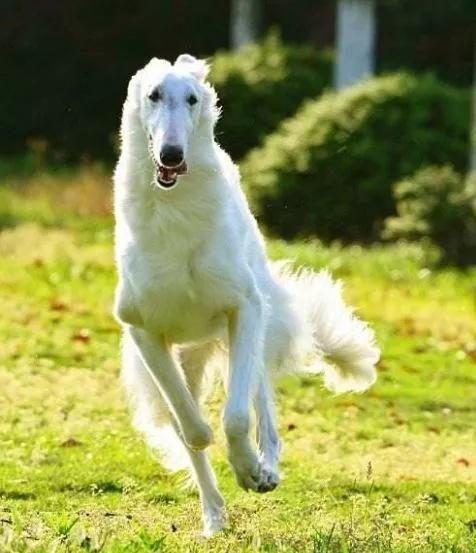 俄罗斯的国犬——俄罗斯猎狼犬（附：苏俄牧羊犬图）