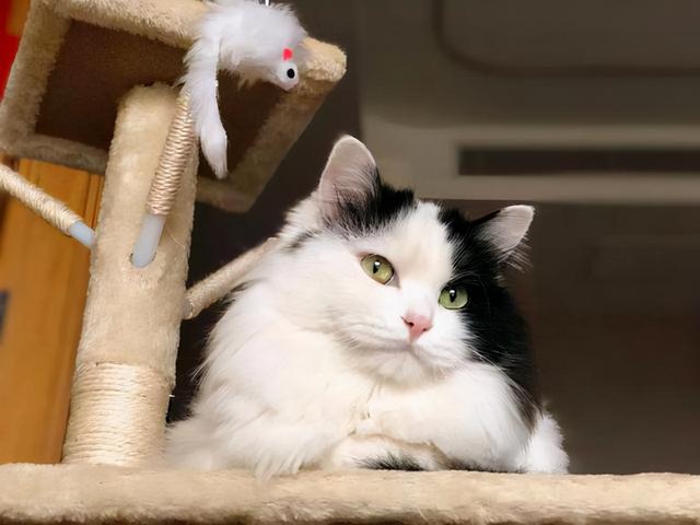 不建议新手养母猫的理由