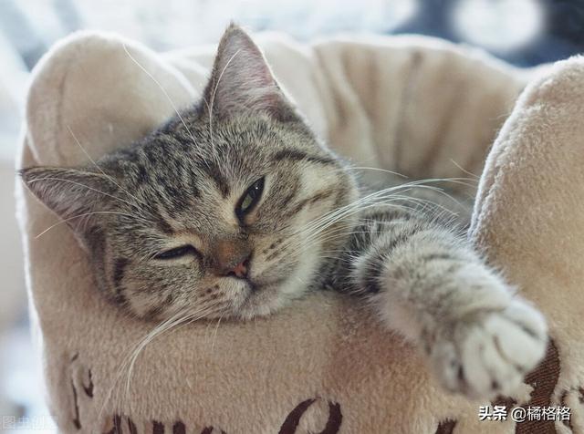 猫咪不洗澡真的不脏吗(不洗澡的猫咪脏么)