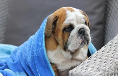 狗狗阴道肿了(狗狗の大姨妈)