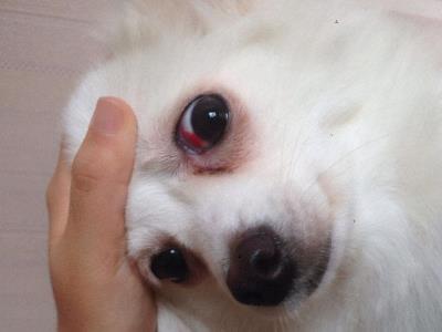 狗狗神经炎初期表现（狗狗出现这几种表现）