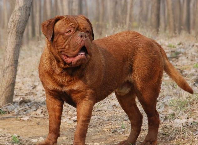 最适合家养的大型猛犬介绍（详解：大型犬哪种好养）