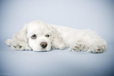 狗狗可以吃菠萝蜜吗（狗狗吃菠萝蜜的好处）