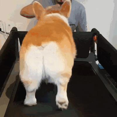 狗慢性胰腺炎的4大症状（狗狗胰腺炎有什么症状)