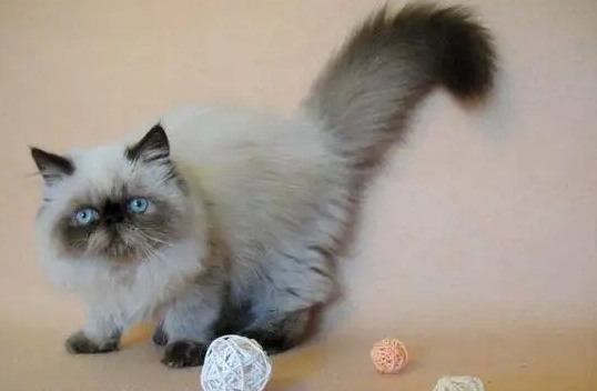 如何改掉喜马拉雅猫的坏习惯