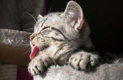 猫生产前的几小时征兆,猫咪临终前的5个征兆